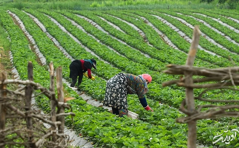 (تصاویر) برداشت توت فرنگی در گلستان